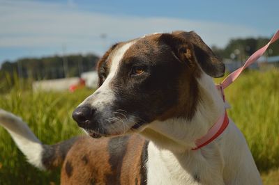 Close-up of dog looking away