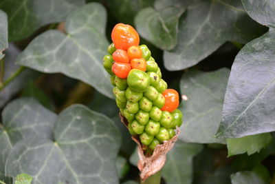 Close-up of growing plant with green leaves