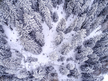 Full frame shot of snow covered pine trees in forest