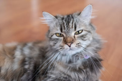 Close-up portrait of a cat