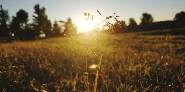 Plants growing on land against sky during sunset