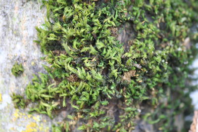 Close-up view of plants