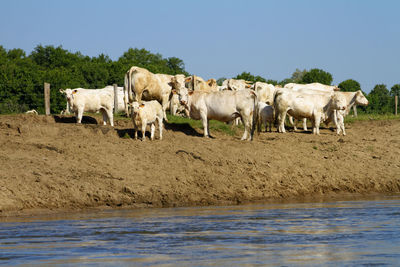 Cows on the banks of the allier river, france