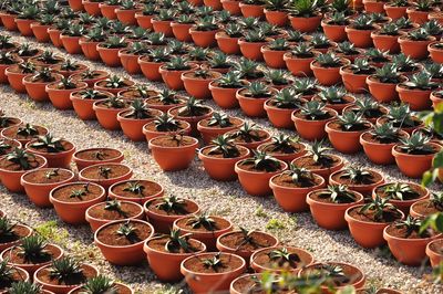 High angle view of potted plants