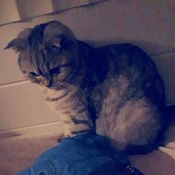 Close-up of cat sitting on man