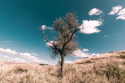 Bare tree on field against sky