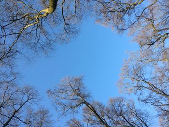 Low angle view of bare trees against blue sky