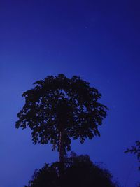 Low angle view of silhouette tree against clear sky at night