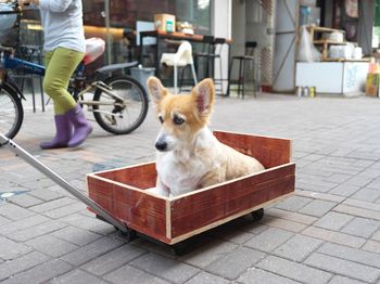Urban dog on wheels