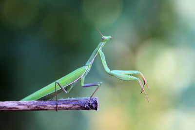 Close-up of insect on plant