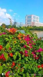 Flowers blooming in park