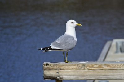 Seagull perching on wooden post