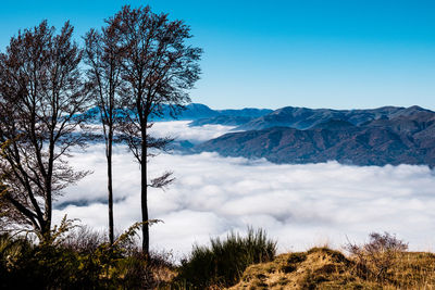 Trees on landscape against sky