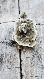 Close-up of mushrooms on wood