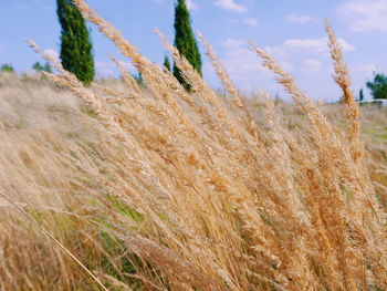 Close-up of grass growing in field