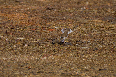 View of birds on field