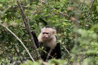 Portrait of monkey on tree in forest