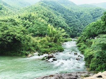 Scenic view of river flowing in forest