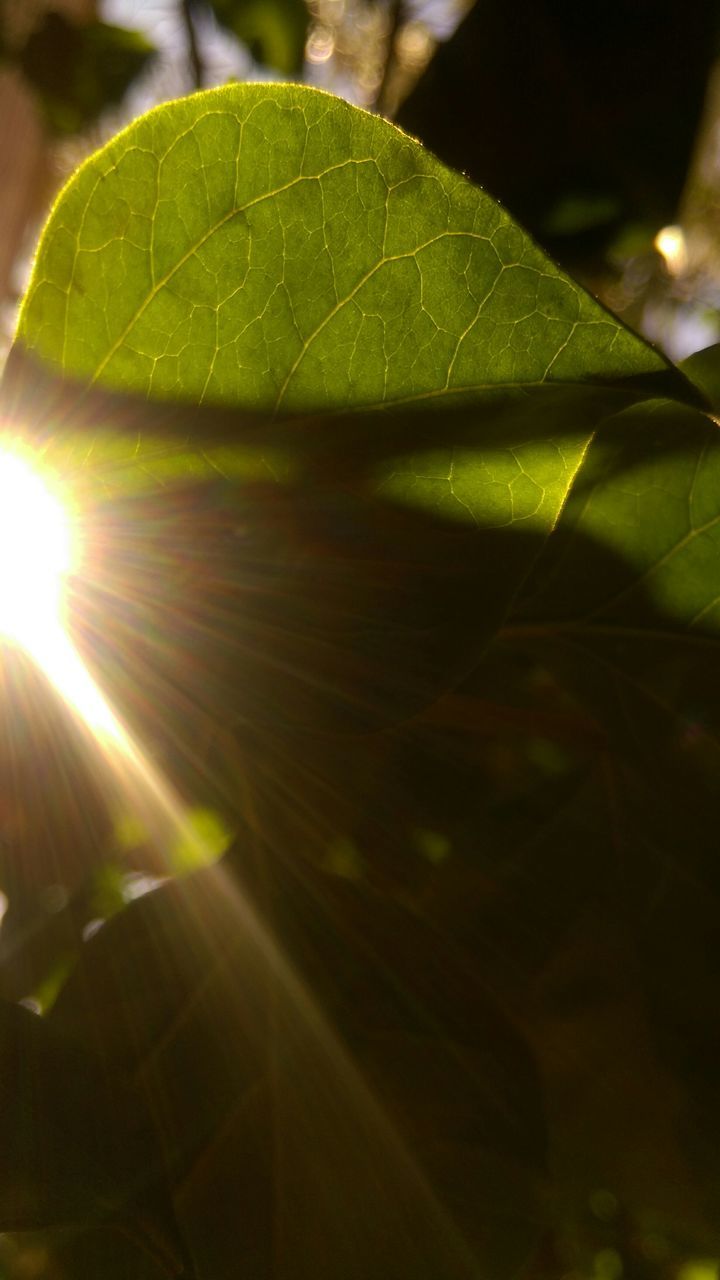 leaf, green color, close-up, growth, leaf vein, sunlight, focus on foreground, nature, plant, no people, selective focus, beauty in nature, outdoors, lens flare, leaves, day, natural pattern, green, tranquility, freshness