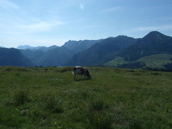 Cows grazing on field against mountains