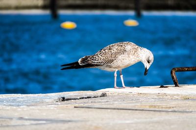 Close-up of bird by sea