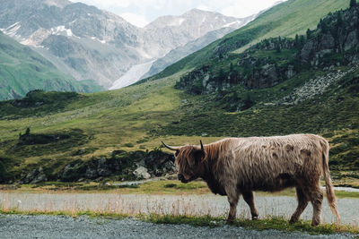 Horse standing on field against mountain