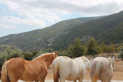 Horses in a field