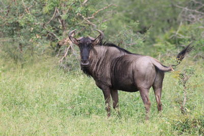 A wildabeest is one of the most beautiful and unique creatures in africa. 