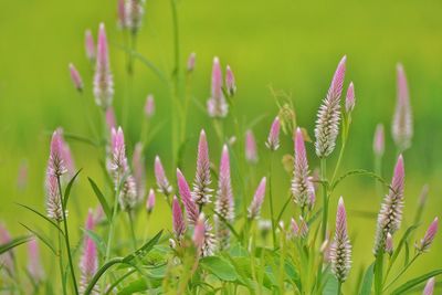 Close-up of flowering plants on field