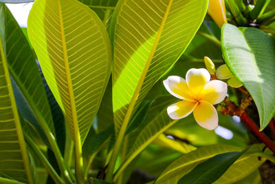 Close-up of frangipani blooming outdoors