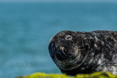 Close-up of sea lion