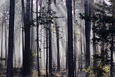 Trees in forest