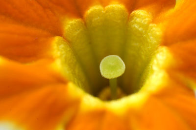 Full frame shot of flower