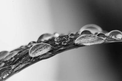 Close-up of raindrops on plant