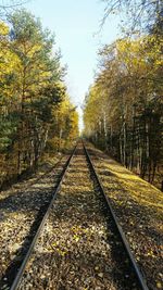 Railroad track passing through trees