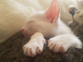 Close-up of cat sleeping