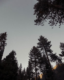 Low angle view of silhouette trees against sky