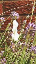 Purple flowers blooming in field