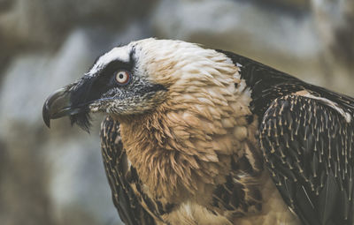 Close-up of eagle