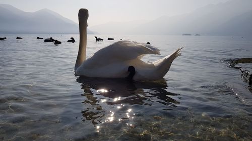 Ducks swimming in lake
