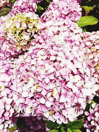 Close-up of pink hydrangea flowers blooming outdoors