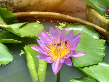 Bees pollinating on lotus