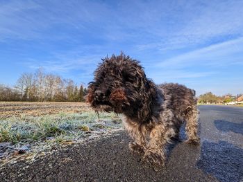 Dog looking away on road