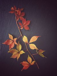 Close-up of maple leaves on plant during autumn