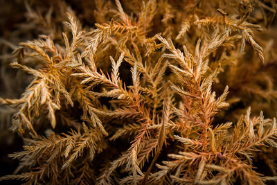 Full frame shot of crops on field