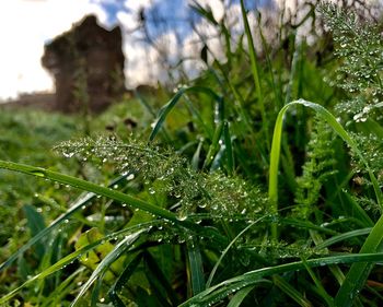 Close-up of raindrops on grass