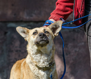 Close-up of dog