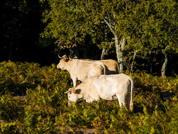 Cow on grass against trees