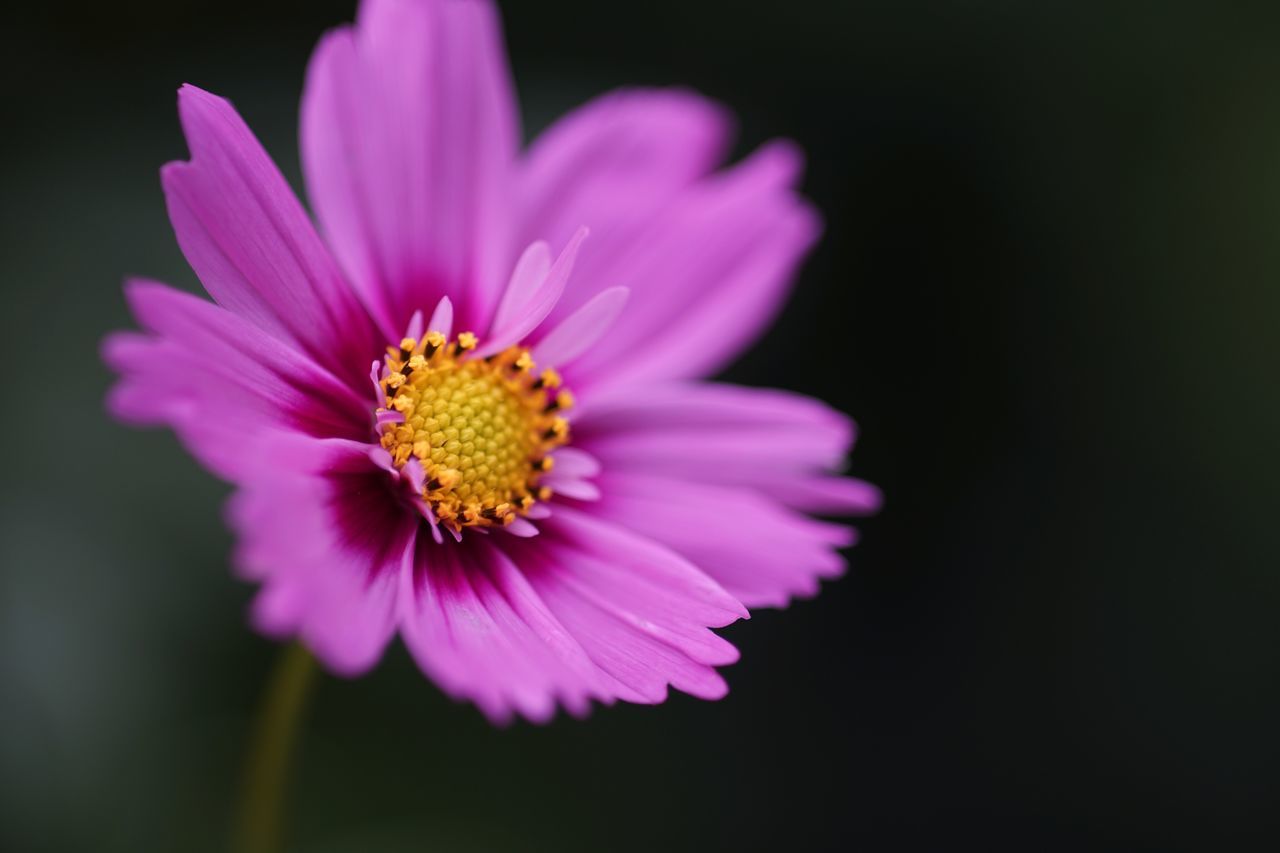 flower, petal, flower head, fragility, beauty in nature, nature, freshness, black background, studio shot, pollen, no people, growth, close-up, plant, blooming, yellow, outdoors, day