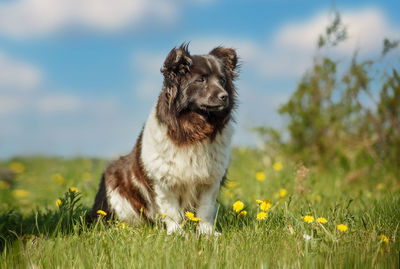 Dog looking away on field